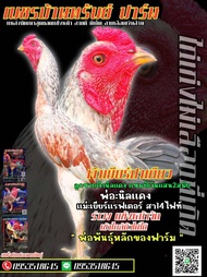 ไข่ไก่ชนพม่าสายเลือดเงินล้าน ราคาฟองละ140บาท ซื้อ3แถม1 ซื้อ5แถม2