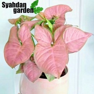 Tanaman hias syngonium pink / tanaman hias daun pink