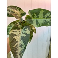 TKP,Schismatoglottis Pusilla, Aroid,Indoor Plant,Unique Plant, Pokok Keladi, 迷彩落檐，室内植物，easy care pla