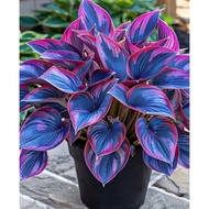 Benih Baru Begonia Biru Blue Seed Premium Hosta Seed - 5 Seed