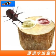 Beetle Jelly Station Single or Double Hole with Jelly Included Stag Beetle Unicorn Insect Feeding Bo