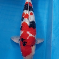 Ikan Koi Import Taniguchi Showa Ginrin Motogoro High Quality 70Cm