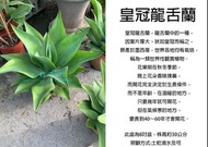 心栽花坊-皇冠龍舌蘭/8吋盆/綠化植物/室內植物/觀葉植物/售價700特價650