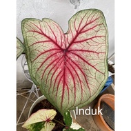 Thai Caladium PhetPhitHak