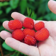 Anak Pokok Raspberry Atherton - Rubus Probus