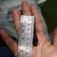 bibit lele sangkuriang ukuran 5-7cm