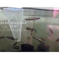 Paket 3 Ekor Channa Blue Pulchra 3 cm || Garansi dan Free Packing