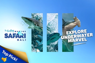 Marine Safari Bali