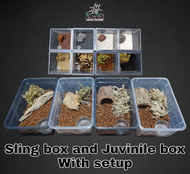 Sling box  and Juvinile box with setup for tarantula and scorpion