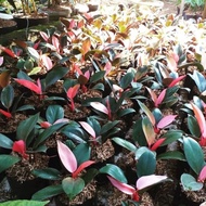 Tanaman Hias Philodendron Pink Congo Sudah Ada Daun Pink Nya Terlaris