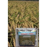 Bibit benih padi hms 700 kemasan 1kg
