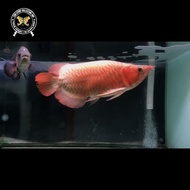 Ikan arwana super red shortbody 40