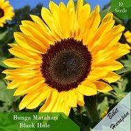 Bibit Benih Biji Bunga Matahari Black Hole Sun Flower Bibit Unggul