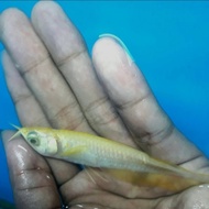 Arwana silver albino 10cm / silver brazil albino / silver brazil