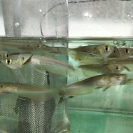 ikan Arwana Brazil silver 5-7cm