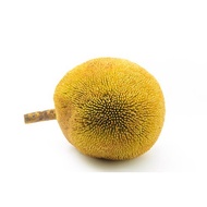 Pokok Tarap Buah (indonesia)