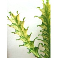 Beautiful Mosaic Plant: Euphorbia Trigona Var Cutting 15cm 龙骨锦 (Pokok Euphorbia Batik)