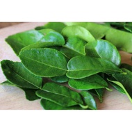 Lime leaves, bay leaves, turmeric leaves, pandan leaves, curry leaves, fresh basil leaves