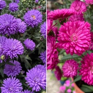 H2O - Aster Plant 紫菀 Live Plant (random colour)