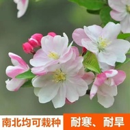 Courtyard Western House Begonia Shredded Begonia Saplings Begonia Flower Saplings Spring Blossoms Fo