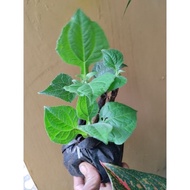 Ready Bibit Tanaman Umbi Manis Yakon