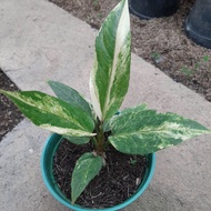 Tanaman Anthurium Hookeri Variegata