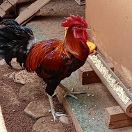 Ayam pelung jumbo 1 tahun++ (Jantan)