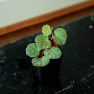 Begonia sp. Sarawak [ RARE Plant ]