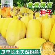 Golden Shredded Melon Seeds Golden Shredded Melon Four Seasons Vegetable Seeds Vermicelli Pumpkin Go