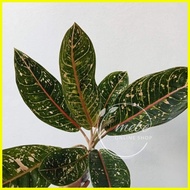 ✼ ◩ ✑ (37) Donya/Doña Carmen Aglaonema Uprooted Live Plants