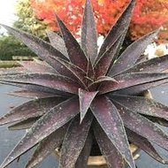 Agave Mangave Blazing Saddles 龙舌兰