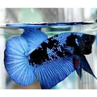 Ikan Cupang Avatar gordon Cendolan Bahanan Cupang Avatar Terbaik murah