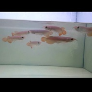 ikan arwana/arowana super red baby 10cm