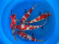 Ikan Koi Import Kohaku Farm Nagoshi (P.O JEPANG)