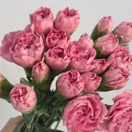 Bunga Carnation / Anyelir isi 20 Tangkai (Bunga Potong Segar)