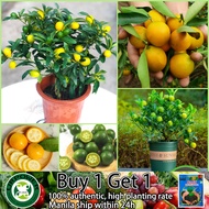 40-50pcs Mixed Citrus Seed Fruit Seeds for Planting Bonsai Fruit Tree Seeds Fresh Fruit Growing Seed