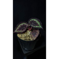 Tanaman hias begonia black night - bibit bunga begonia hitam