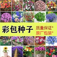 One Piece Flower Seed Color Pack Four Seasons Sowing Cosmos Seed Outdoor Balcony Stall Physical Stor