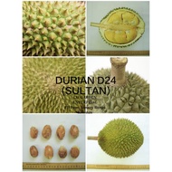 Pokok Buah Durian D24 ( Durian Sultan ) Anak Pokok Tinggi > 1ft