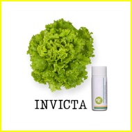 Rijk Zwaan Lettuce Pelletized 100 Seeds | Nutrihydro
