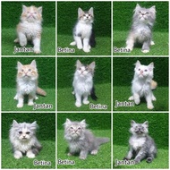 Kitten Persia 2.5 Bulan Lucu Anak Kucing Angora Anggora Flatnose -