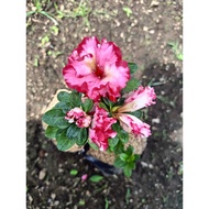 Azalea Belgian - Double Flower Evergreen - Luxury Flowering Shrub - Exotic Live Indoor Plant