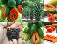 10 seeds Red lady papaya seeds benih betik manis banyak buah renak bibit betik untuk ditanam