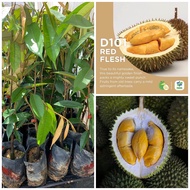 Anak pokok durian D101 /durian hajah hasmah