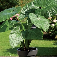 1  Benih Pokok Alocasia Adora Elephant Ear/Keladi Gajah (landskap)