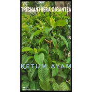 Ketum Ayam/madre de agua/Trichanthera gigantea/ANAK POKOK STABIL