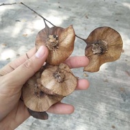 ❃Narra Seeds (20 pcs.)