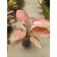 Sindo - Aglaonema Lady Valentine Live Plant 01KV0HNBUY