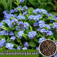 [พร้อมส่ง] ปลูกในสวนอย่าลืมเมล็ดพันธุ์ของฉัน 100% Pure Pot Mixed Flower Seeds อย่าลืมว่าฉันไม่ได้เป็