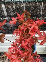 Japanese Maple Tree Bonsai